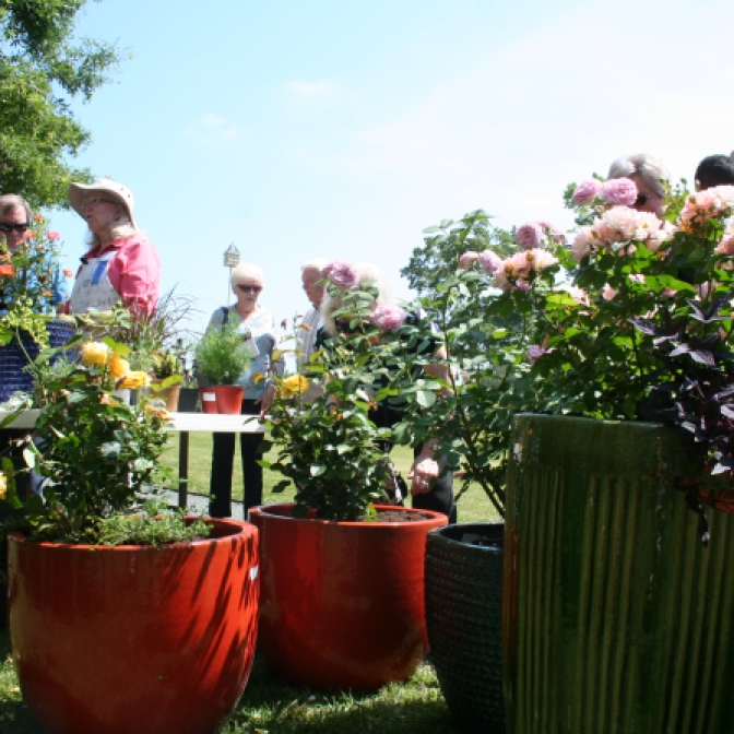 Pam Beck demonstrating how to plant roses in containers